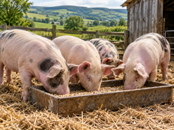 Pig